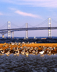 Scenic photo showing bay waterfowl and, in background, Chesapeake Bay Bridge. Link to photo information