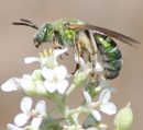 Sweet Bee on Flower [Photo Credit: Ian Robertson] - Click on image to view hi-res version.