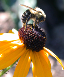 Bee on Flower [Photo Credit: Urban Ecology Research Learning Alliance] - Click on image to view hi-res version.