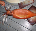 Photo of a Humboldt squid.