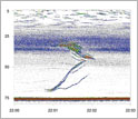 Echogram shows two groups of squid swimming to meet each other in the middle forming a large group.
