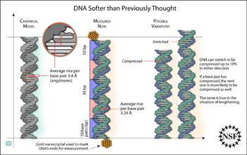 Graphic of strands of DNA showing variation in compression of base pairs.