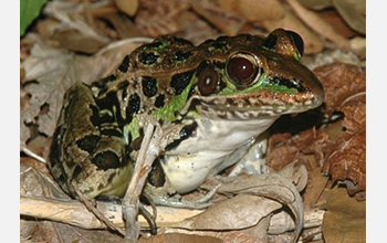 Photo of an adult leopard frog.