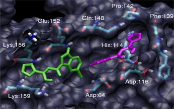 Image shows two molecules binding to a larger molecule.