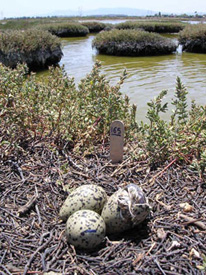 Nest with hatching chick. Photo by R. Wilming