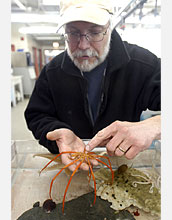 Photo shows Sam Bowser holding a sea star found at McMurdo Sound.