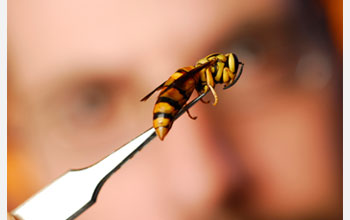 Photo shows Michael Goodisman using forceps to hold a yellow jacket.