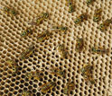 Photo showing yellow jackets walking along a section of their nest.