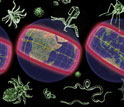 Illustration of bugs with map of tropics; text: Emerging diseases: Are the tropics the next hotspot?