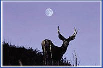 image of a deer at dawn