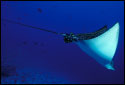 Eagle ray