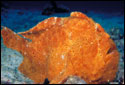 Orange Rock Fish
