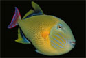 male Red-Tail Triggerfish
