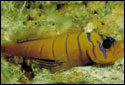 Cocos Blue Banded Goby