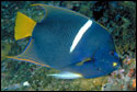 King Angelfish