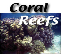 Photo of coral reef.