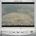 Link to download movie of Kamalo reef