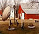 Satellite dish in farm yard