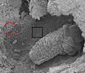 Image of southern pine beetle larva surrounded by bacteria and fungus.