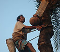 Date-palm gatchers in Bangladesh, who tap trees for sap, may link Nipah virus, bats and humans.