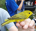 EID scientists are studying West Nile virus transmission in songbirds.