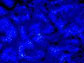 photon fluorescence intensity image of cells before sunscreen penetration 