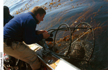 Tim Tinker pulls a captured sea otter into the boat.