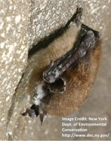 Photo of a bat.