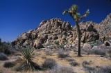 Joshua tree in a desert landscape