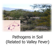 Photo of landscape that harbors Coccidioides immitis (inset: photomicrograph of C. immitis mold from soil), and link to Pathogens in Soil (Related to Valley Fever)