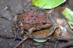 Red-legged frog, photo courtesy of Dong Lin, California Academy of Sciences
