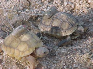 Hatchling tortoises equipped with radio transmitters