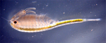 The endangered fairy shrimp, Branchinecta sandiegonensis