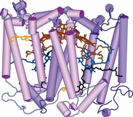 new view of photosynthesis, illustration depicting orchestrated movement of proteins