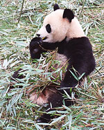 Photo of an adult panda in captivity