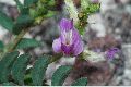 View a larger version of this image and Profile page for Astragalus jejunus S. Watson var. jejunus