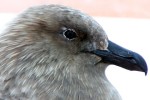 Skua face