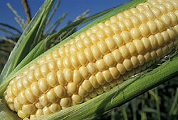 Photo of ear of corn