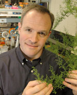 UC Berkeley professor Jay Keasling holds a sprig of Artemisia
