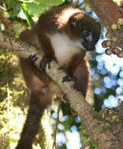 Red bellied lemur, Ranomafana National Park, Madagascar