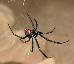 black widow spider hanging from a web
