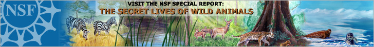 the banner image from  the NSF Special Report "The Secret Lives of Wild Animals," which pictures zebras, deer, agouti and seal