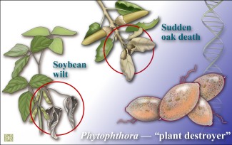 a drawing of Phytophthora plant pathogens and symptoms on a soybean plant and oak tree branch