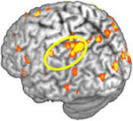 Computer-generated image of brain activity associated with object classification