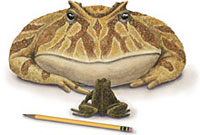 Illustration of giant frog Beelzebufo, largest frog ever to live