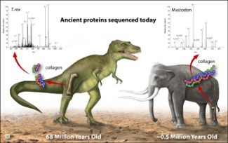 illustration depicting ancient proteins sequenced today; includes dinosaur (68 million years old) and mammoth (~0.5 million years old)