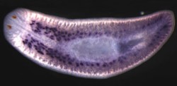 Freshwater flatworms, called planaria; Researchers recently identified a key gene that maintains planarian stem cells