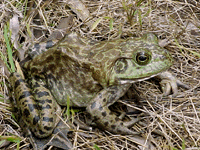 Bullfrog