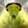 thumbnail of "Cockroach Portrait" entry -- see special report noted above for credit and complete details