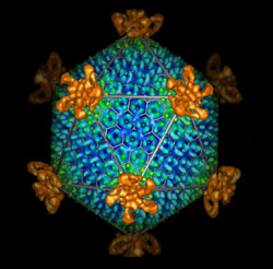 image of virus structure
